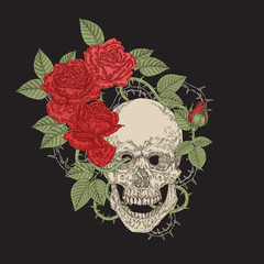 Floral skull vector illustration. Human skull and red roses on black background. Vintage engraving.