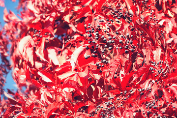Red autumn wild grape leaves, fall season outdoor background