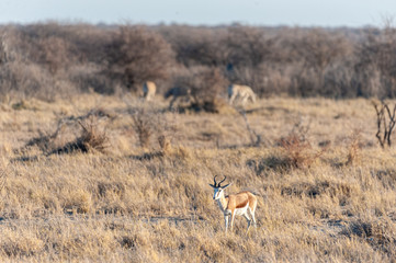 One Impala - Aepyceros melampus- closely attending its surroundings in Etosha National Park, Namibia.