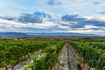 Fototapeta na wymiar Beautiful traditional vineyards view