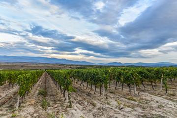 Fototapeta na wymiar Beautiful traditional vineyards view