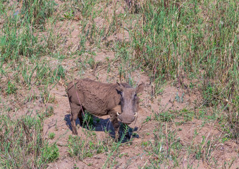 A mud-caked common warthog seen from above in the outdoors image with copy space in horizontal format