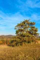 Fototapeta premium Colors of Autumn. Sunny autumn evening. Autumn landscape in the Czech Republic. A lovely evening.