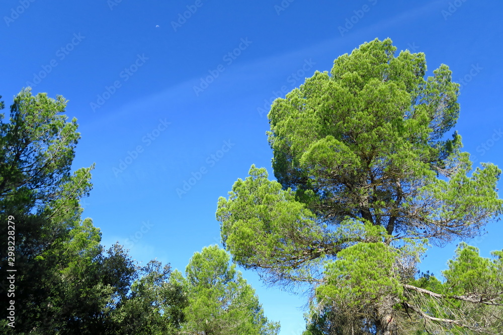 Sticker Pin vert dans le ciel bleu