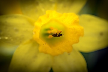 Delicate bouquet of freshly picked, wild Daffodils showing there delicate structure of both petals and the trumpet. The daffodils are part of an early springtime bloom.