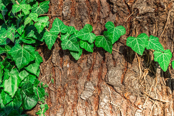 natural foliage background against the background of the bark of the tree