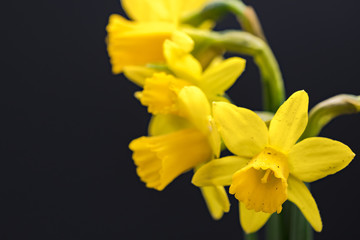 Delicate bouquet of freshly picked, wild Daffodils showing there delicate structure of both petals and the trumpet. The daffodils are part of an early springtime bloom.