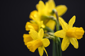 Obraz na płótnie Canvas Delicate bouquet of freshly picked, wild Daffodils showing there delicate structure of both petals and the trumpet. The daffodils are part of an early springtime bloom.