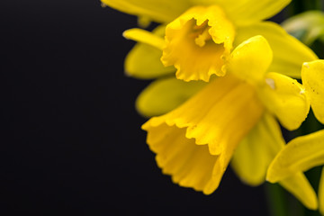 Delicate bouquet of freshly picked, wild Daffodils showing there delicate structure of both petals and the trumpet. The daffodils are part of an early springtime bloom.