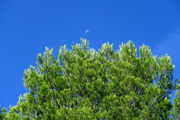 Sommet de pin parasol et ciel bleu.