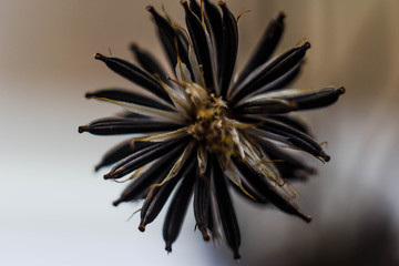 dry herb flower seeds with an asterisk