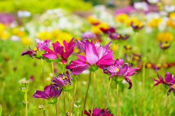 Fototapeta premium Flower booming.