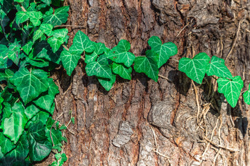 natural foliage background against the background of the bark of the tree