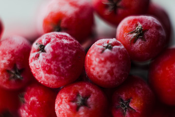 Red Rowan berries with frost macro
