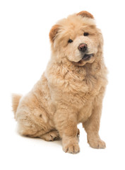 Young Dog chow chow sitting looking forward
