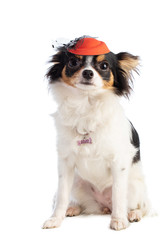 chihuahua with an orange evening hat