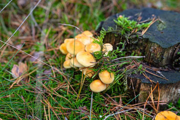 Yellow mushrooms growing on tree trunk and forest mulch in autumn in forest.