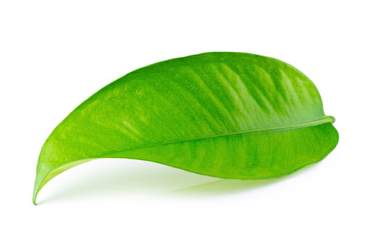 Mangosteen leaves isolated on a white background