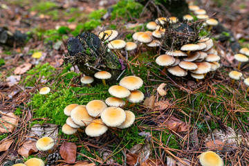 Yellow mushrooms growing on tree trunk and forest mulch in autumn in forest.