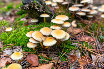 Yellow mushrooms growing on tree trunk and forest mulch in autumn in forest.