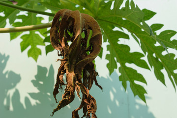 Fresh and dried papaya leaves.