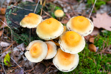 Yellow mushrooms growing on tree trunk and forest mulch in autumn in forest.