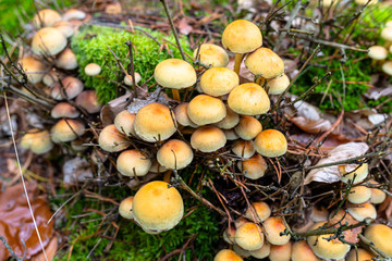 Yellow mushrooms growing on tree trunk and forest mulch in autumn in forest.
