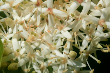 closeup of a flower