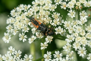 insect on a flower