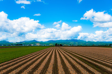 玉ねぎストライプ