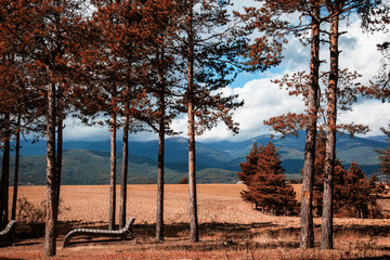 Obraz premium Autumn in Bulgaria. Yellow trees on a background of mountains