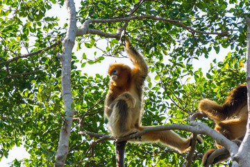 Golden snub-nosed monkey (Rhinopithecus roxellana) hanging at trees, an monkey in the subfamily...