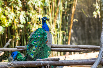 Obraz premium A male peafowl in a zoo with bamboo background.