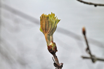 bourgeon de marronier