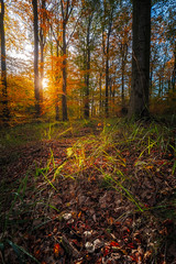 Falling leaves in the autumn forest. Indian summer colours in the morning.