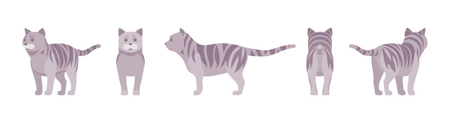 Grey striped Cat standing. Active healthy kitten with mackerel tabby colored fur, cute funny pet, playful companion. Vector flat style cartoon illustration isolated on white background, different view