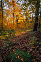 Falling leaves in the autumn forest. Indian summer colours in the morning.