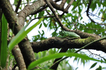 green frog on the tree