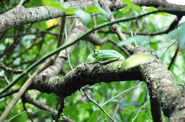 green frog on the tree