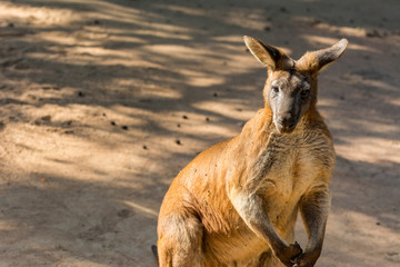 Kangaroo waiting fo food  in a zoo, a leaping mammal of Australia and nearby islands that feeds on plants