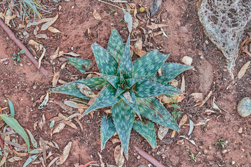 Aloe vera