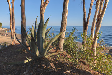 Aloe vera