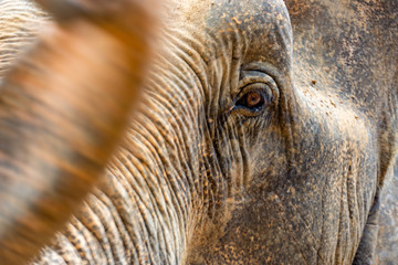Elefant Koh Saumui Thailand
