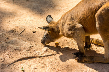 Kangaroo eating food  in a zoo, a leaping mammal of Australia and nearby islands that feeds on plants