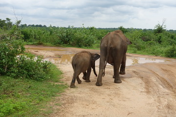 elephant family