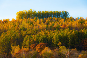 Fototapeta premium 秋いろいろ