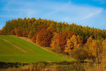 Fototapeta premium 秋の傾斜