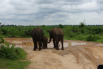 Fototapeta na wymiar elephants family