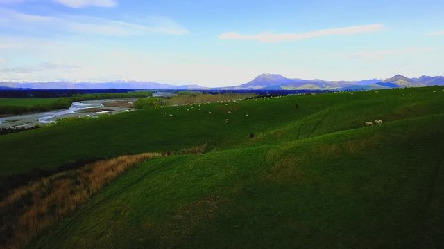 Aerial view: Flight over flock of sheep grazing in New Zealands rural hillside with mountain ridge in background