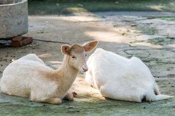 White fallow Deer (Dama dama), native to Europe, a type of deer from the family Cervidae, live in an area that is mixed woodland and open grassland.